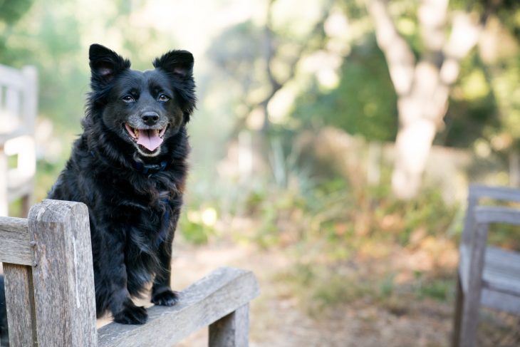 Life with a Canine Guides us Through the Re-Onboarding Process